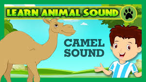 It is a pack animal, good for carrying loads and walking distances. Animal Sounds For Children Camel Sound Goat Sound Pig Sound Kids Hut Youtube