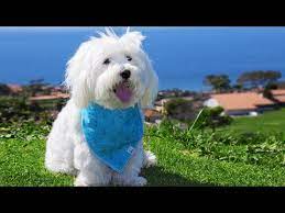 Can Dogs Hear White Noise 2022 The Dog Visitor