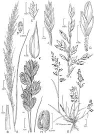 Image result for Eragrostis japonica