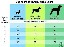 Dog Years To Human Years Calculator Patchpuppy Com Dog Years Dogs Dog Care
