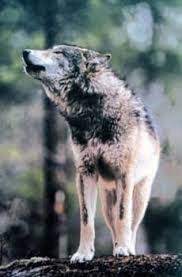 Northern Rocky Mountain Wolf Google Search Animals Animals Wild Grey Wolf