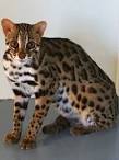 Breeders of Bengal Cats | Kitten for Sales | Rising Sun Farm