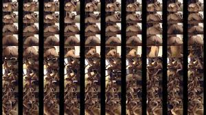 Anika Fox - Exclusive Leaked Media