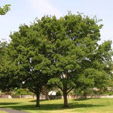 Image result for Celtis sinensis