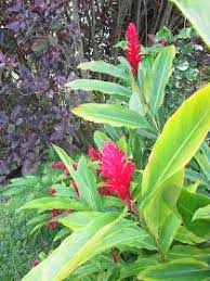 (2019) awapuhi ginger plant shampoo conditioner; Garden Notes From Hawaii Red Ginger Alpinia Purpurata Ginger Plant Flowers Organic Gardening