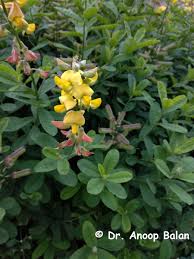 Image result for Crotalaria barkae