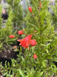 Image result for Punicaceae