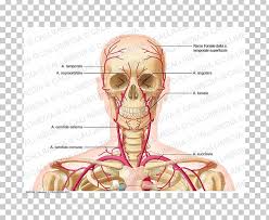 Of the two common carotid arteries, which extend headward on each side of the neck, the left originates in the arch of the aorta over the heart; Supratrochlear Artery Vein Neck External Carotid Artery Png Clipart Anatomy Angle Arm Blood Vessel Bone Free