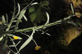 Image result for Helichrysum stenopterum