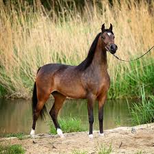 Piacolla A Champion From The Polish Nationals And The Junior Spring Show In Bialka From 2013 Fot Stuart Vesty Http Horses Arabian Horse Beautiful Horses