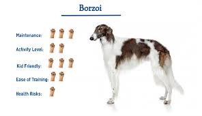 #halloween halloween borzoi witch bat skull if you are borzoi lovers, borzoi owners then this awesome tshirt is all you need to wear. Borzoi Dog Breed Everything You Need To Know At A Glance
