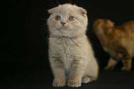 Maybe you would like to learn more about one of these? Scottish Fold Kittens For Sale In Bronx New York Classified Americanlisted Com