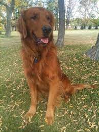 Golden retriever puppies for sale in manitoba. Gorgeous Golden Retriever Puppies For Sale In Steinbach Manitoba Nice Pets Online