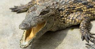 Penampakan buaya putih benar adanya, mitos siluman buaya terpatahkan!! Buaya Putih Muncul Di Kali Brantas Pada Malam Kliwon Bikin Heboh Warga Kaitkan Dengan Hal Mistis Pikiran Rakyat Com