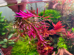 Image result for Nesaea sarcophylla