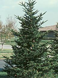 Fedco organic growers supply carries a complete line of plant protection and pest management products. Douglas Fir Illinois Tree Selection University Of Illinois Extension