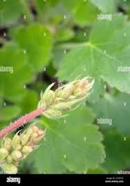 Image result for Heuchera cylindrica Greenfinch