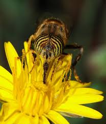 Flowers even give bees nectar, which they use to make honey, as motivation to visit. Pollinator Wikipedia