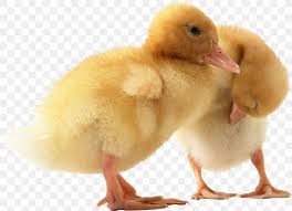 Place slices of sautéed foie gras over mixed baby field greens, drizzle on port balsamic reduction, and serve. American Pekin Call Duck Png 2218x1605px Duck Hunt Anatidae Baby Ducks Beak Bird Download Free