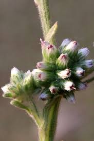 Image result for Neojeffreya