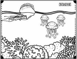 More creatures live on coral reefs than in any other habitat in the ocean. Free Ocean Coloring Pages