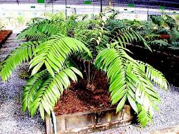 Image result for Zamiaceae