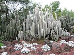 It is native to mountainous regions of department tarija, bolivia between 1,500 m (4,921 ft) and 3,000 m (9,843 ft). Plantfiles Pictures Cleistocactus Species Silver Torch Snow Pole Wooly Torch Cleistocactus Strausii By Mr Cleaver