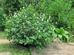 Image result for Asystasia