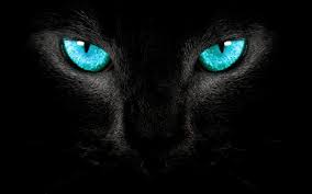 Beautiful Black Cat With Purple Eyes Black Panther Blue Eyes Wallpaper In 2020 Eyes Wallpaper Black Cat Art Cat Poems