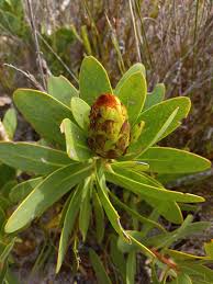 Image result for Protea welwitschii × angolensis