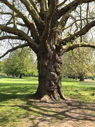 The fall colors of large trees can positively captivate the eye in the autumn season. Tips For Success When Planting Under Conifer And Maple Trees Ask An Expert Oregonlive Com