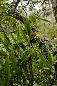 Image result for Oleandra