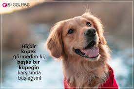 kopeklerle ilgili sozler kopek hayvan guzel soz