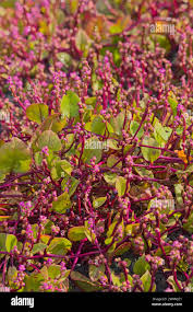 Image result for Basellaceae