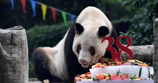 Panda was founded in 1978 and quickly established itself as one of the leading organizations in the retail sector in the kingdom of saudi arabia. Xin Xing Giant Panda With Progeny Around The Globe Dies At 38 The New York Times