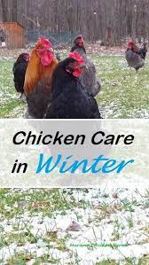 Preparing Your Chickens For Winter Chickens In The Winter Chickens Backyard Chicken Tunnels
