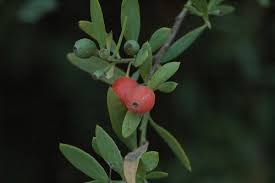 Image result for Osyris