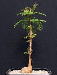 Image result for Erythrophysa