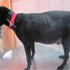 The usual course of pericardial mesothelioma in dogs is pleural effusion, associated with the spread of the tumour through the pleural space after repeated pericardiocentesis or pericardiectomy, leading to death (mcdonough et al., 1992, stepien et al., 2000, dupre et al., 2001). Pericardial Mesothelioma In A Dog Globose Heart With Irregular Plaques Download Scientific Diagram