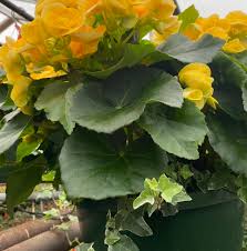 Image result for Begonia