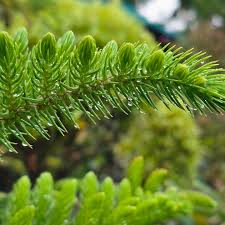 Image result for Araucariaceae