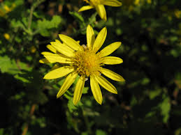 Image result for Chrysanthellum indicum