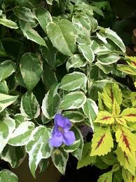 Image result for Thunbergia vogeliana