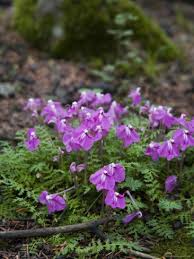 These plants appear in corn and soybean fields, where they are visible to passersby. Purple Flowers Mossy Rocks On Forest Floor Qilian Mountains China By David Evans Purple Flowers Flowers Bloom