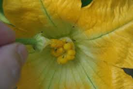 We did not find results for: Hand Pollinating Zucchini Flowers Green Change Com Zucchini Flowers How To Grow Watermelon Zucchini Plants