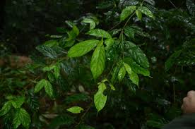 Image result for Heinsia