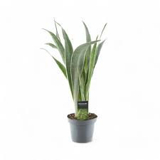Image result for Sansevieria metallica