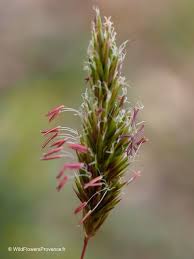 Image result for Anthoxanthum