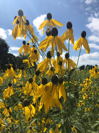 Image result for Hunteria congolana