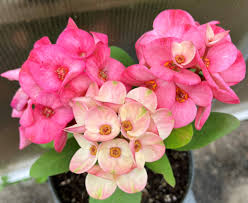Image result for Euphorbia chevalieri